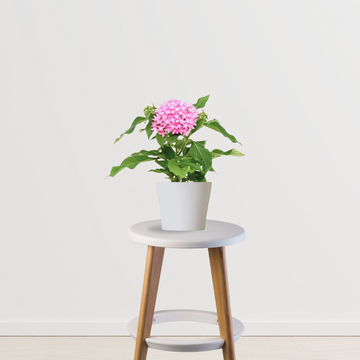 Pentas pink flowering plant